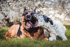 2 dogs