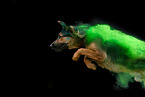 German Shepherd at Holi shooting