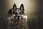 adult German Shepherd