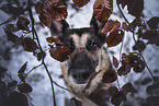 adult German Shepherd