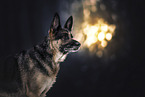 adult German Shepherd