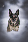adult German Shepherd