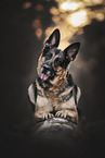 adult German Shepherd