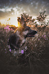 adult German Shepherd