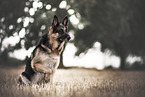 adult German Shepherd