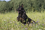 German Shepherd in summer