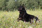 German Shepherd in summer