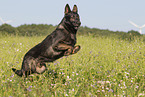 German Shepherd in summer