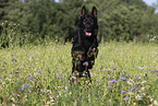 German Shepherd in summer