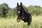 German Shepherd in summer