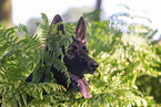German Shepherd in summer