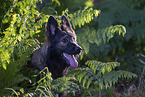 German Shepherd in summer