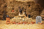 adult German Shepherd