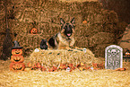 adult German Shepherd