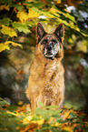 female German Shepherd in autumn