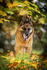 female German Shepherd in autumn