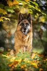 female German Shepherd in autumn