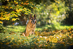 female German Shepherd in autumn