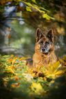 female German Shepherd in autumn