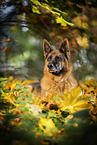 female German Shepherd in autumn