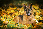female German Shepherd in autumn