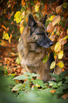 female German Shepherd in autumn