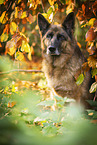female German Shepherd in autumn