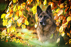female German Shepherd in autumn