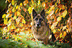 female German Shepherd in autumn