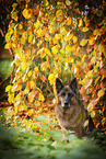 female German Shepherd in autumn