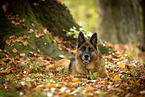 female German Shepherd in autumn