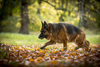 female German Shepherd in autumn