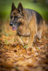 female German Shepherd in autumn