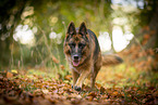 female German Shepherd in autumn