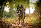 female German Shepherd in autumn
