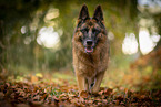 female German Shepherd in autumn