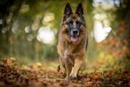 female German Shepherd in autumn