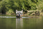 male German Shepherd
