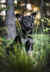 German Shepherd Puppy