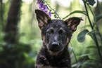 German Shepherd Puppy