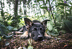 German Shepherd Puppy