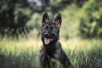 German Shepherd Puppy