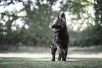 German Shepherd Puppy