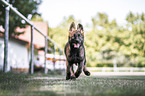 German Shepherd Puppy