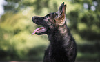 German Shepherd Puppy