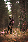 young German Shepherd