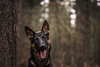 young German Shepherd