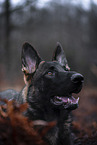 young German Shepherd