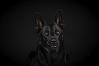 German Shepherd in Studio