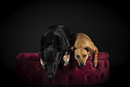 2 dogs